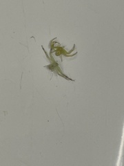 Misumessus oblongus