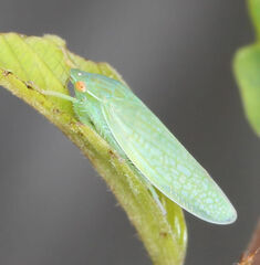 Gyponana