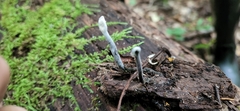 Hypomyces papulasporae