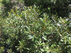Morella cerifera