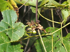 Ampelomyia vitiscoryloides