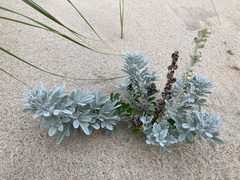 Artemisia stelleriana