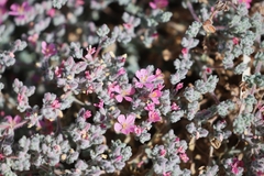 Frankenia serpyllifolia