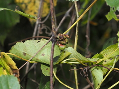 Ampelomyia vitiscoryloides