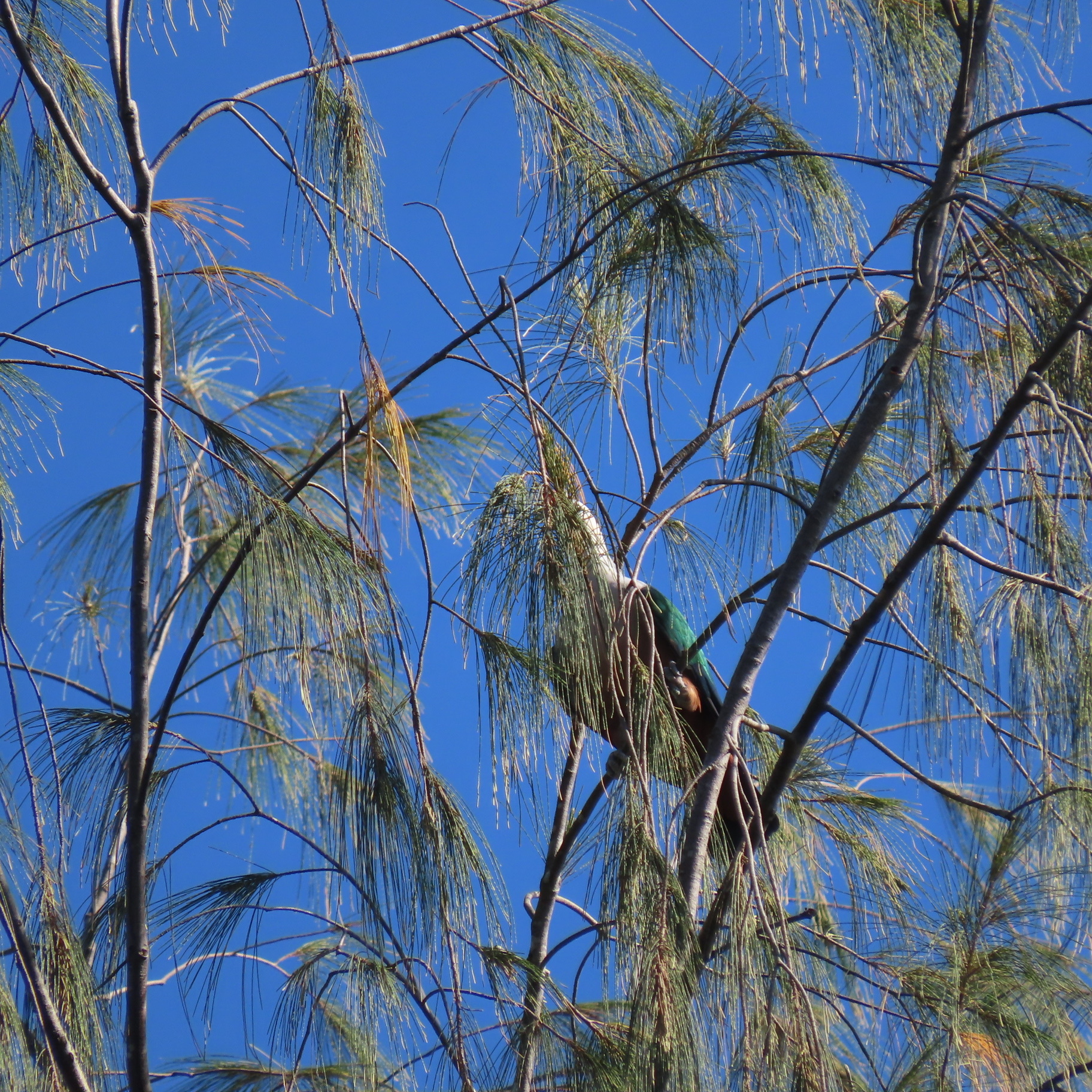 Red-knobbed Imperial Pigeon (Ducula rubricera), photo 2
