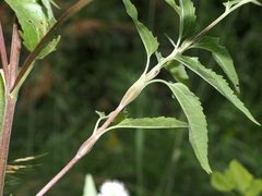 Neolasioptera perfoliata