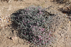 Frankenia serpyllifolia