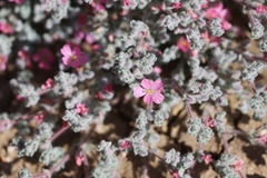 Frankenia serpyllifolia