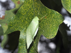 Microcentrum rhombifolium
