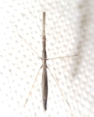 Emesaya brevipennis