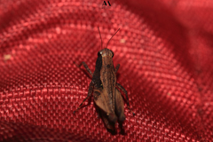 Tettigidea