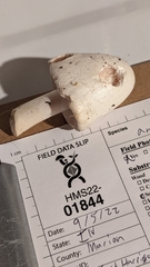 Phalloideae