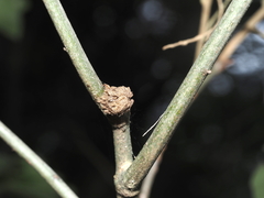 Dryocosmus floridensis