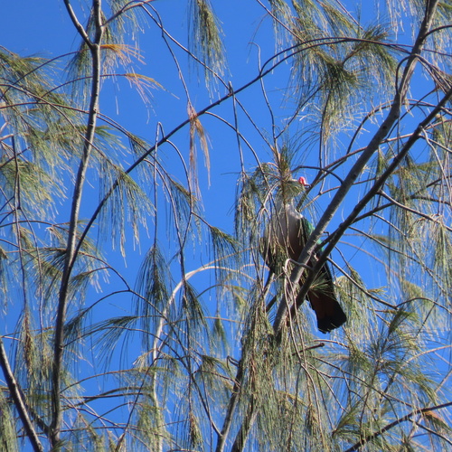 Red-knobbed Imperial Pigeon (Ducula rubricera), photo 6