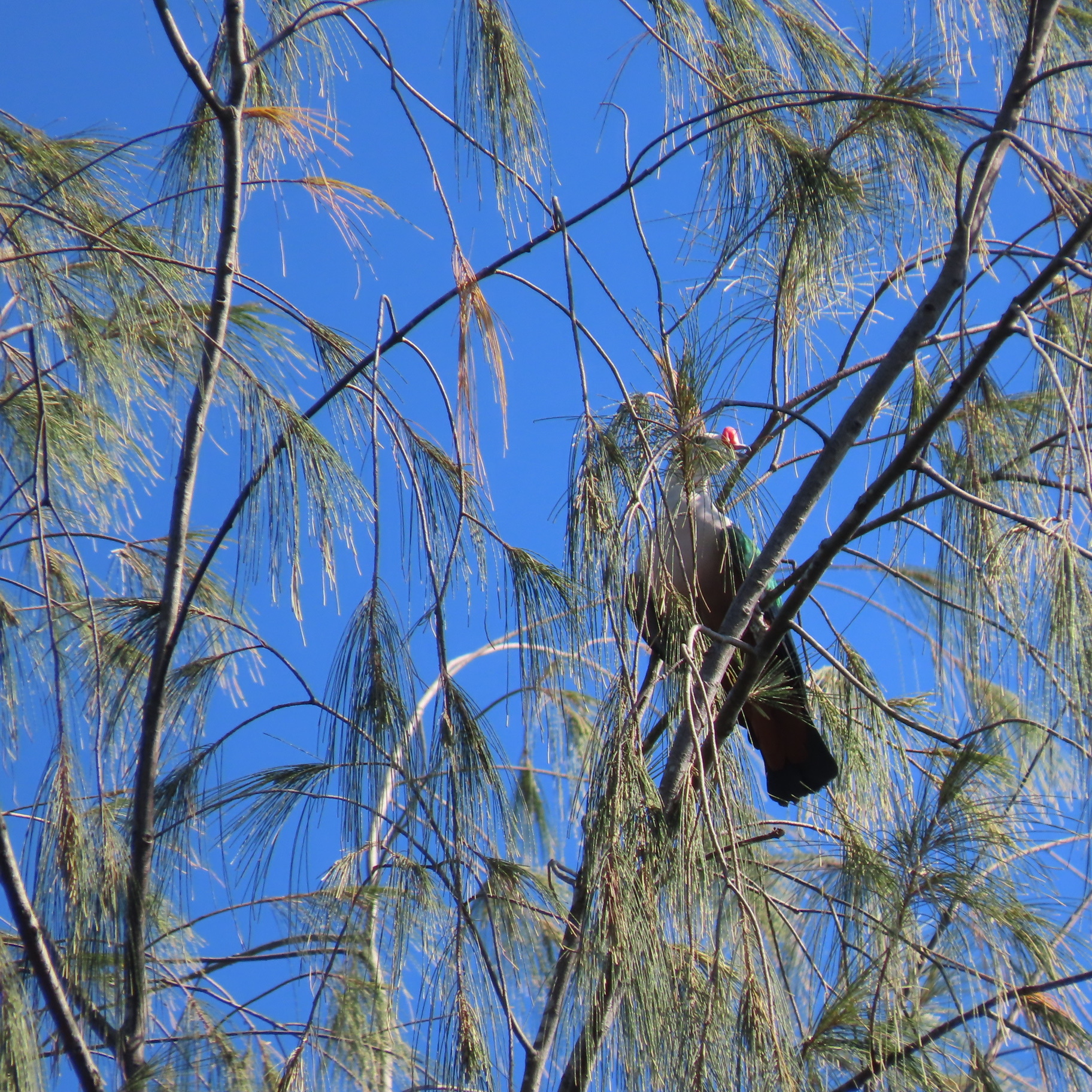 Red-knobbed Imperial Pigeon (Ducula rubricera), photo 7