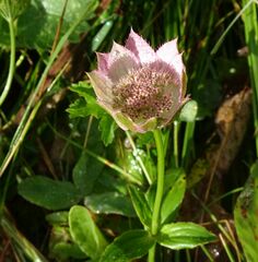 Astrantia maxima