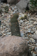Mammillaria hamata