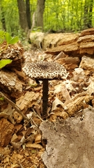 Strobilomyces strobilaceus