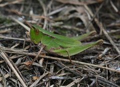 Dichromorpha viridis