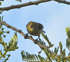 Zosterops virens capensis