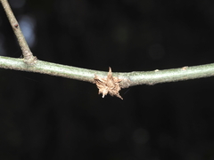 Dryocosmus floridensis