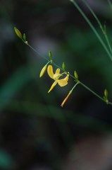 Echeandia mexicana