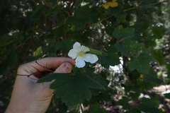 Rubus neomexicanus