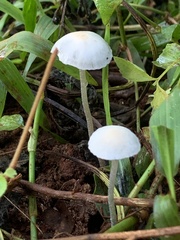 Panaeolus cyanescens