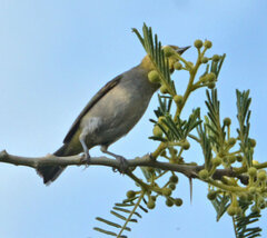 Zosterops virens capensis