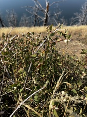 Symphoricarpos occidentalis