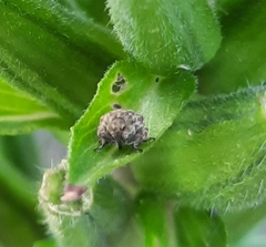 Acanthoscelidius acephalus