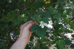 Rubus neomexicanus