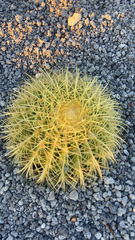 Kroenleinia grusonii