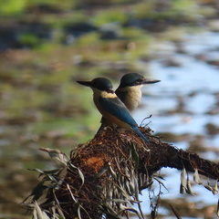 Melanesian Kingfisher photo 1