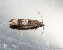 Eucosma parmatana