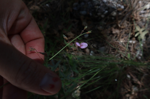 Image of Desmodium arizonicum by no rights reserved