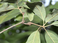 Zapatella quercusphellos