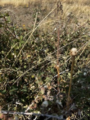 Symphoricarpos occidentalis