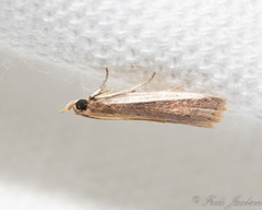 Tampa dimediatella