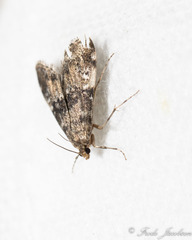 Elophila obliteralis