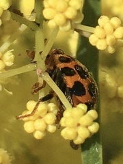 Harmonia conformis