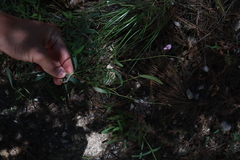 Desmodium arizonicum