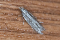 Megacraspedus plutella