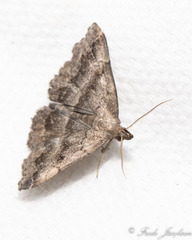 Phalaenostola larentioides