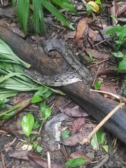 Malayopython reticulatus