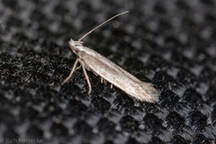 Megacraspedus plutella