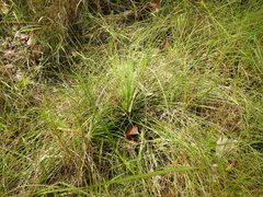Xanthorrhoea fulva