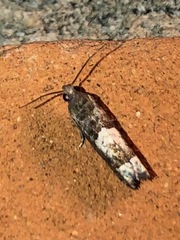 Eucosma parmatana