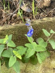 Salvia prunelloides