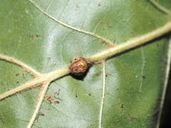 Kokkocynips decidua